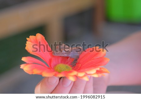 Tiny Little Brown Lizard Gecko On A Red Orange Flower