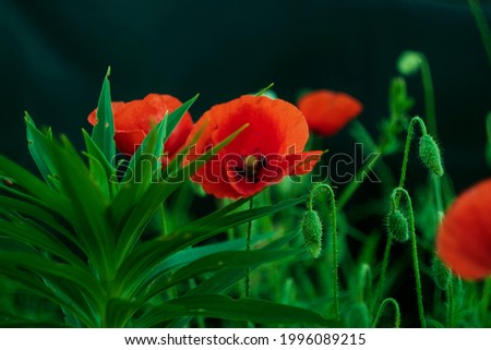 The picture shows a poppies bloom. 