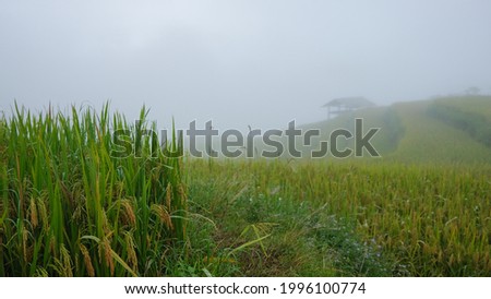 Rice paddy field in harvesting season. Closeup of yellow paddy rice field with green leaf in autumn. Royalty high-quality free stock image of ripe rice fields. Paddy rice fields prepare harvest