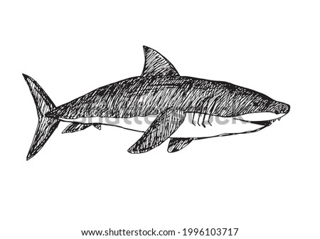 Hand drawn black and white shark sketch. Realistic shark vector on white background. 