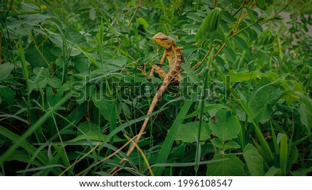 Lizard on a green grass