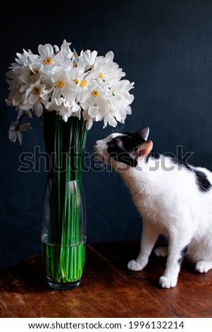 a white and black cat is sitting on a table next to a transparent vase, there is a huge bouquet of small white daffodils in the vase, the cat is sniffing flowers, a contrasting frame, a shadow key