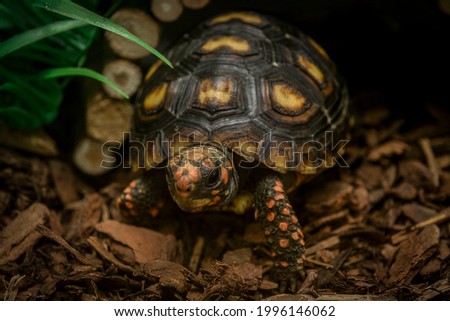 Cute small baby Redfoot Tortoise walking around with blurred background effect applied.