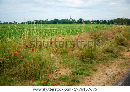 Poppy field on a countryside in Germany.