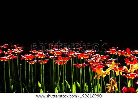 Beautiful spring flowers on black background. Red tulips over black with bokeh.