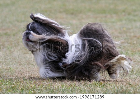 Shih Tzu with long hair moving on grass