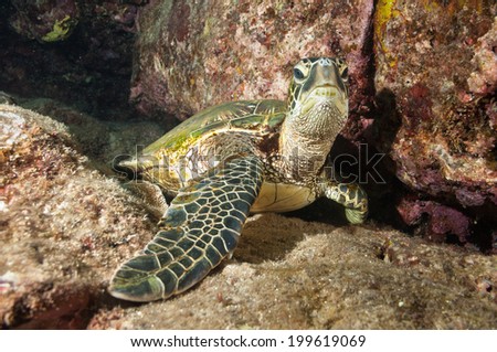 Curious Resting Sea Turtle Close Up