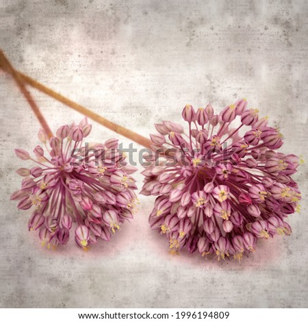 stylish textured old paper square background with lilac wild leek flowers
