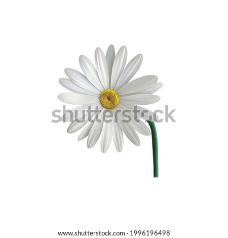 Marguerite High Res Stock Image