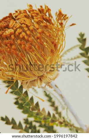 Closed up of orange pincushion protea flower