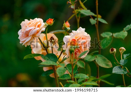 Blooming flowers of pastel orange roses in the garden