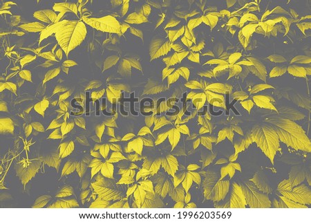 Texture of many fresh beautiful leaves of green wild grape. Trendy colors of 2021 - gray and yellow. Natural background.