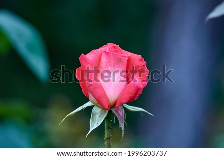 Picture of small scarlet rose on blurred background
