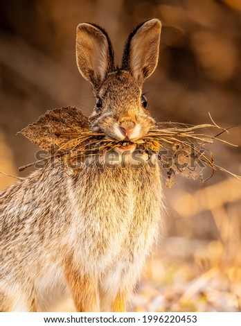An Cottontail rabbit gathers twigs to build it's nest.