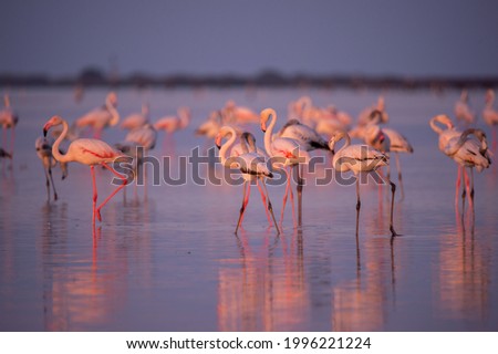 Flamingos or flamingoes  are a type of wading bird in the family Phoenicopteridae, the only bird family in the order Phoenicopteriformes.