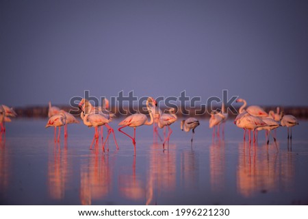 Flamingos or flamingoes  are a type of wading bird in the family Phoenicopteridae, the only bird family in the order Phoenicopteriformes.