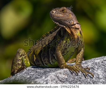 Iguana portrait on a rock