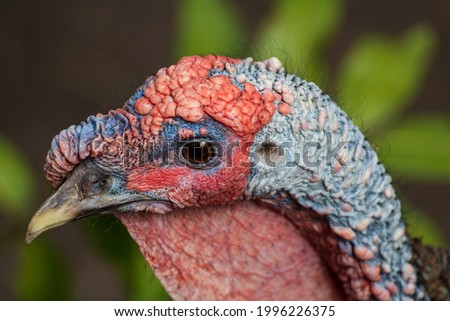 Beautiful colors of a turkey