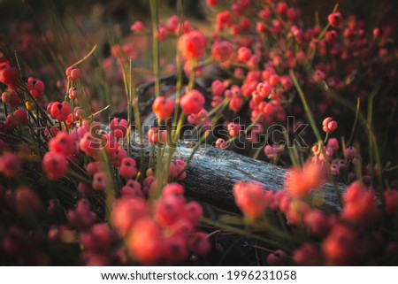 Wild berries near a tree branch
