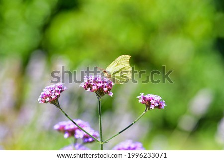 Lilac flower with a butterfly in the sun
