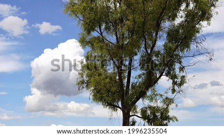 tree view in cloudy sky