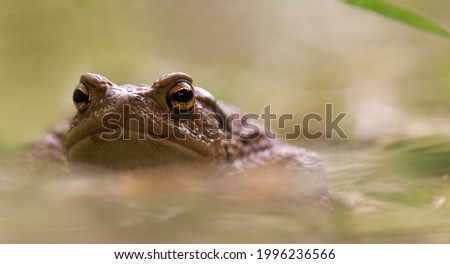 The common toad, European toad, or in Anglophone parts of Europe, simply the toad (Bufo bufo)
