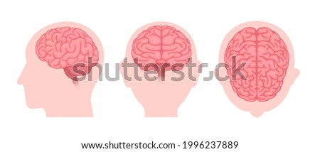 Vector illustration of human brain ( 3 angles set )