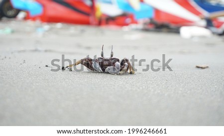 Bokeh photo of a small crab on the beach in the summer