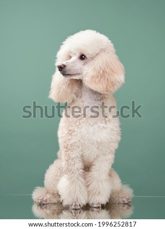 portrait of a white small poodle. dog on mint background. Beautiful pet