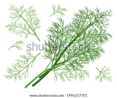 Dill. A set of bunch and twigs of dill. Vector image isolated on white background. Royalty-Free Stock Photo #1996257701