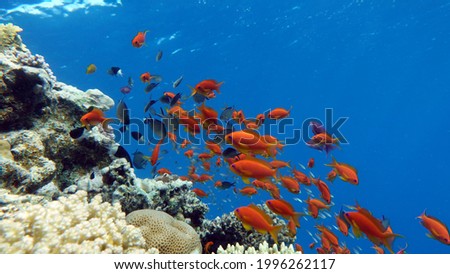 Sea Goldie. The most common antias in the Red Sea. Divers see him in huge flocks on the slopes of coral reefs. Royalty-Free Stock Photo #1996262117