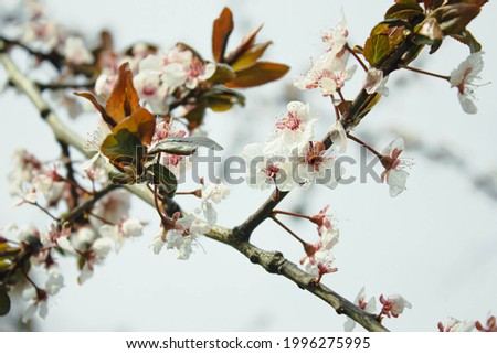 branch blooming apple tree in spring

