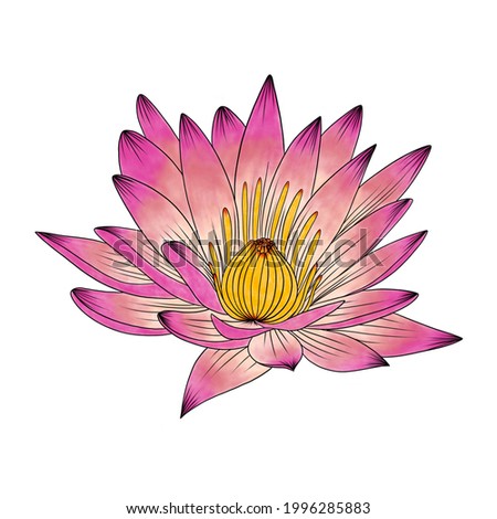 Lotus flower digital illustration art