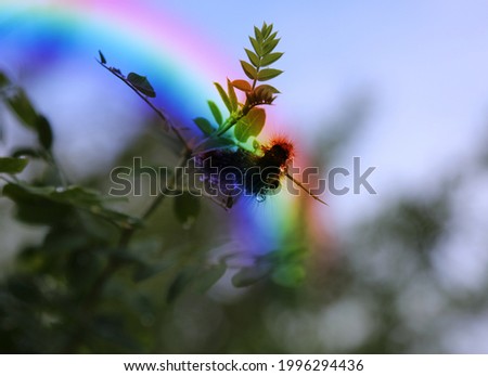 Fluffy caterpillar in drops of rain water under a rainbow