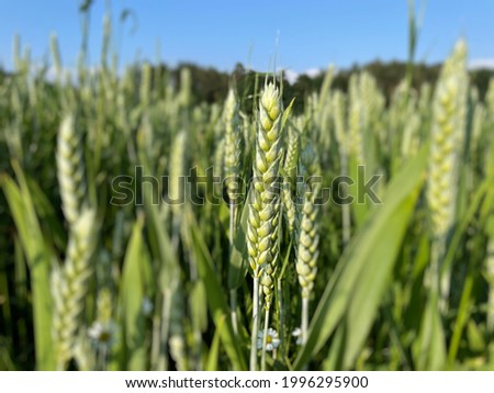 Wheat ear (spike, cob) on the field. In the late June the wheat starts to be in season. Fresh green colours indicates enough water and fertilizers. Picture was taken in the Czech Republic at Velmovice