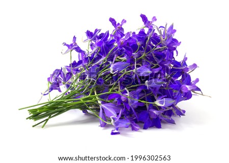 Bouquet of purple wildflowers sparkle.