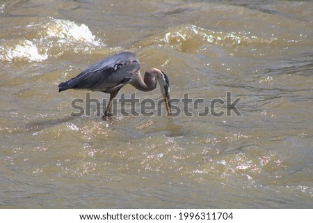 Great Blue Heron feeding in a fast moving river.