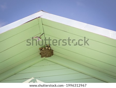 nest of swallows under the roof of the house Royalty-Free Stock Photo #1996312967