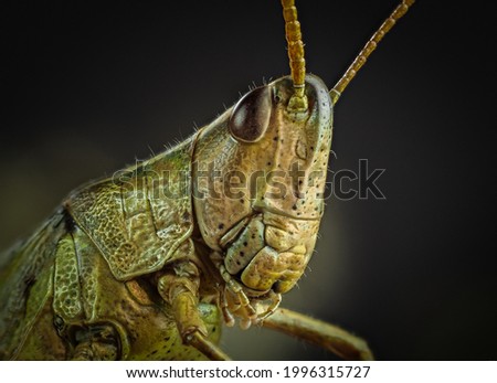 macro photography of a grasshopper Royalty-Free Stock Photo #1996315727