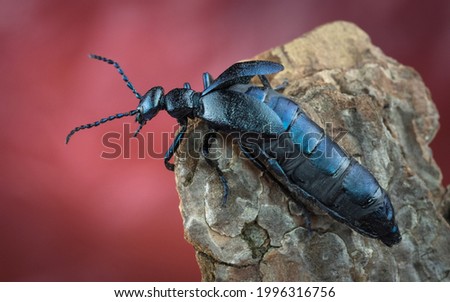 a beetle crawls on a stone