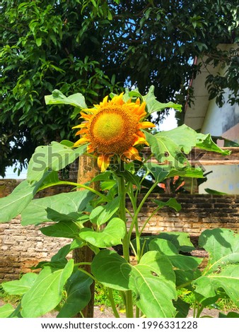 Picture of sunflowers that bloom during the day