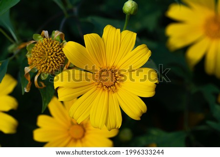 Beautiful yellow flower in garden. soft picture