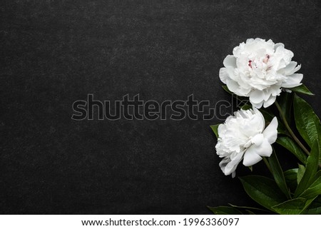 Two fresh white peony flowers on dark table background. Condolence card. Empty place for emotional, sentimental text, quote or sayings. Closeup. Royalty-Free Stock Photo #1996336097