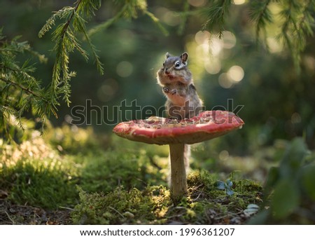 the chipmunk lives in the forest Royalty-Free Stock Photo #1996361207