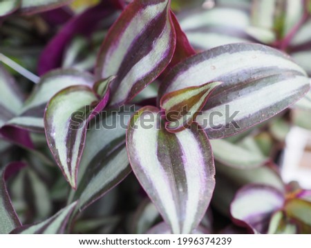 Close up and selective focus Zebrina Plant or Tradescantia zebrina, formerly known as Zebrina pendula, a species of spiderwort commonly known as an inch plant or wandering Jew. 