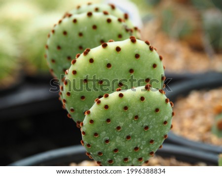 Opuntia Microdasys or Mickey Mount ears, are flat, with small, brown spines and often sprout two branches at a time, making them look like the ears of Mickey Mouse cartoon characters.