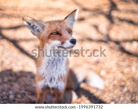 Red fox face close up. Blurred autumn nature at the background.
