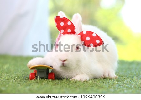 White adorable rabbit plays skate board for lovely pet. Surf skate board for roll on ground. An extreme sport for bunny theme.