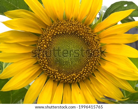 A picture of a closeup of a sunflower