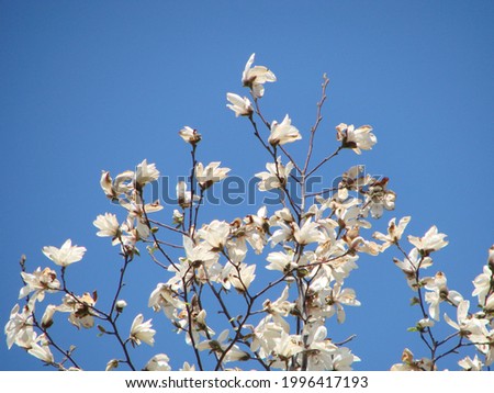 Big tree White magnolia flower blooming against the sky
